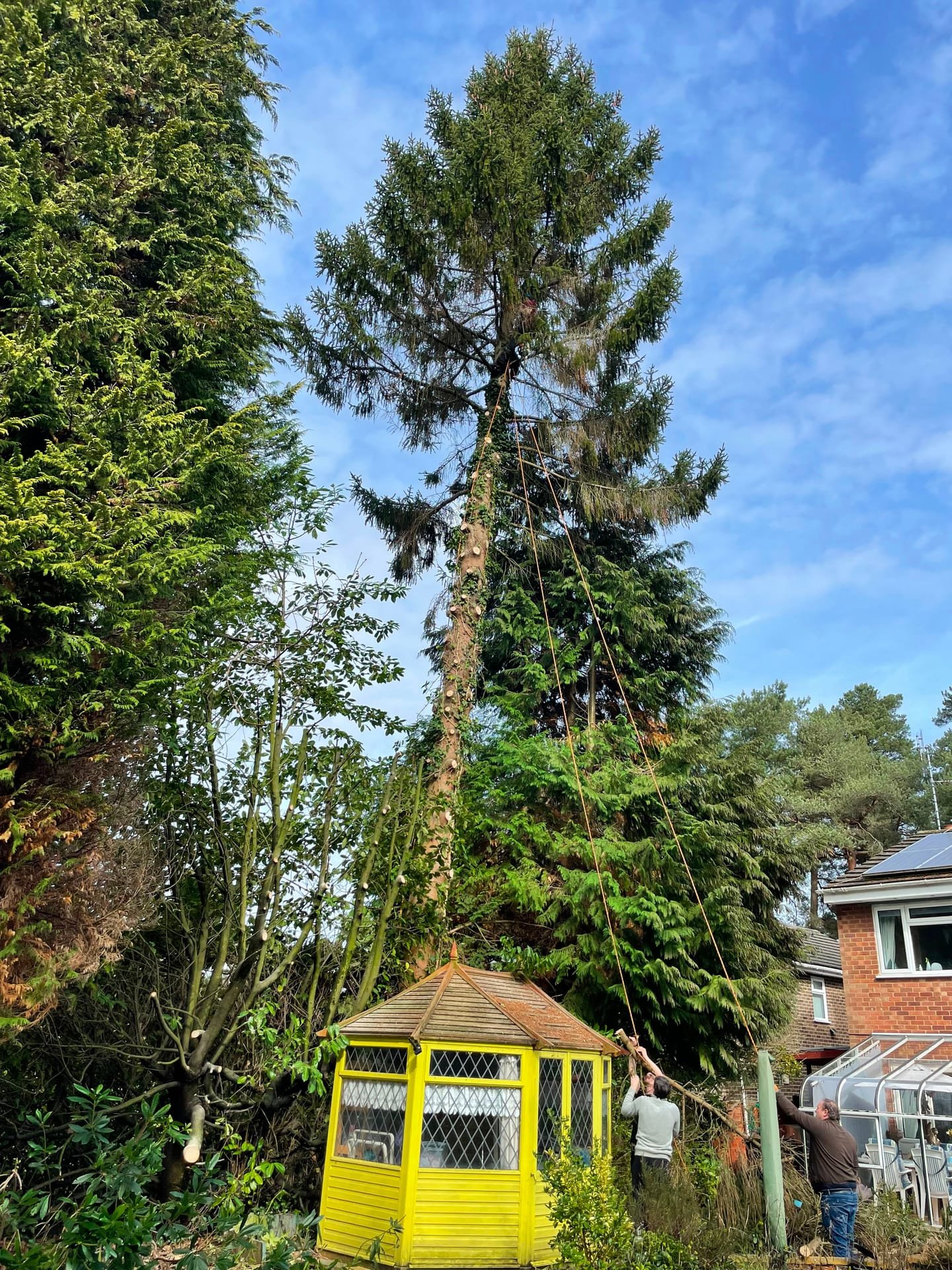 Tree surgery